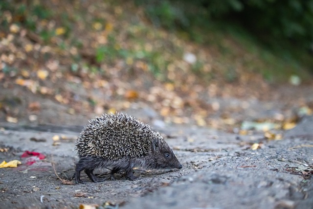大聯盟10大東山再起獎熱門人選 楚奧特、狄葛隆最值得期待.