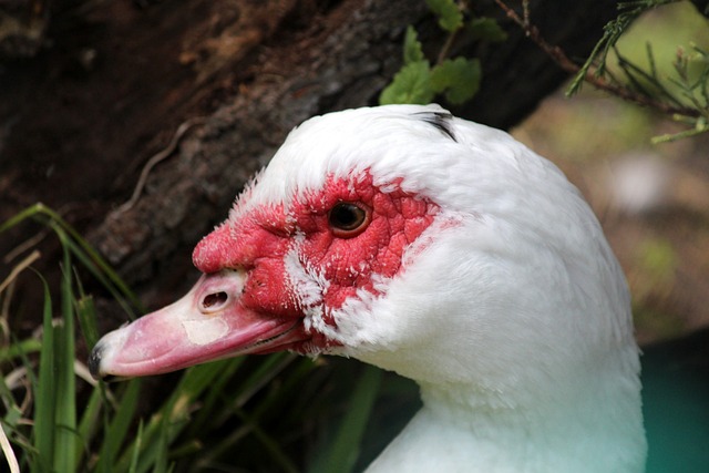 中国网球 中国网球